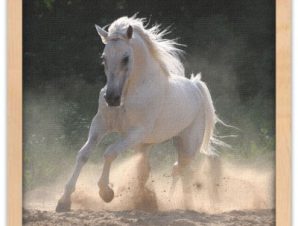 Άσπρο άλογο τρέχει στη σκόνη Ζώα Πίνακες σε καμβά 40 x 40 εκ.