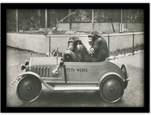 Δύο χιμπατζήδες σε μικρό αυτοκίνητο Ζώα Πίνακες σε καμβά 30 x 20 εκ.