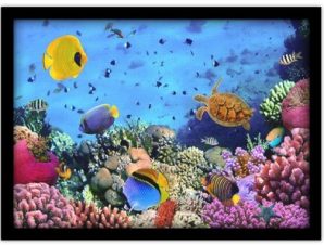Αποικία κοραλλιών στην Ερυθρά Θάλασσα Ζώα Πίνακες σε καμβά 30 x 20 εκ.
